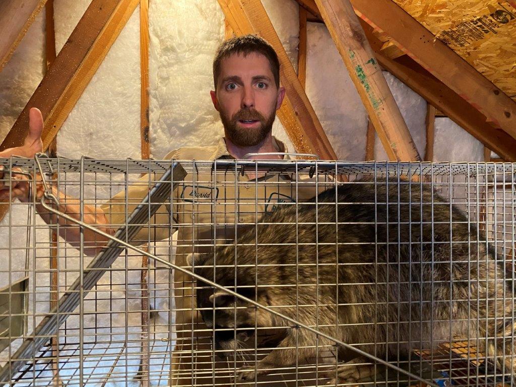 San Jose raccoon trapping